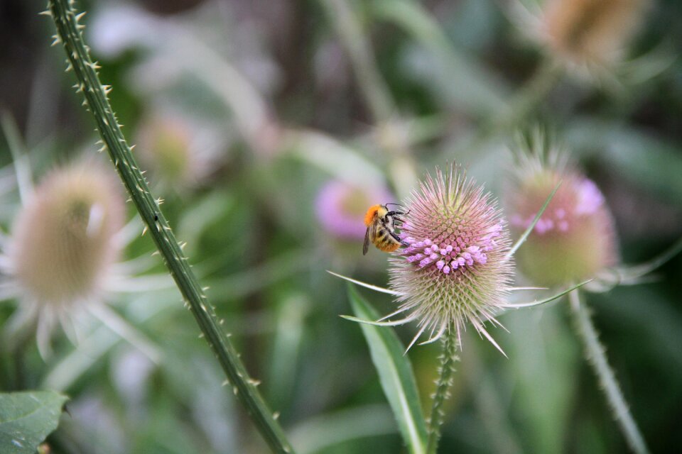 Bee garden camifolia chemillé-in-anjou