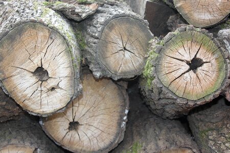 Annual zone firewood usd