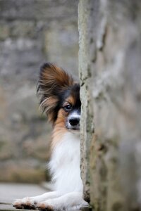 Eye watch dog