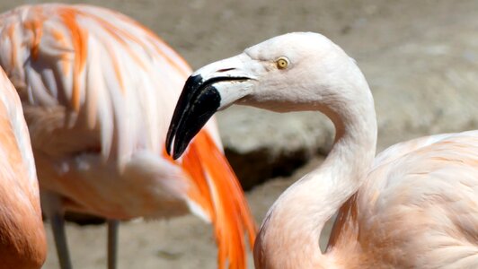 Animals zoo pink bird