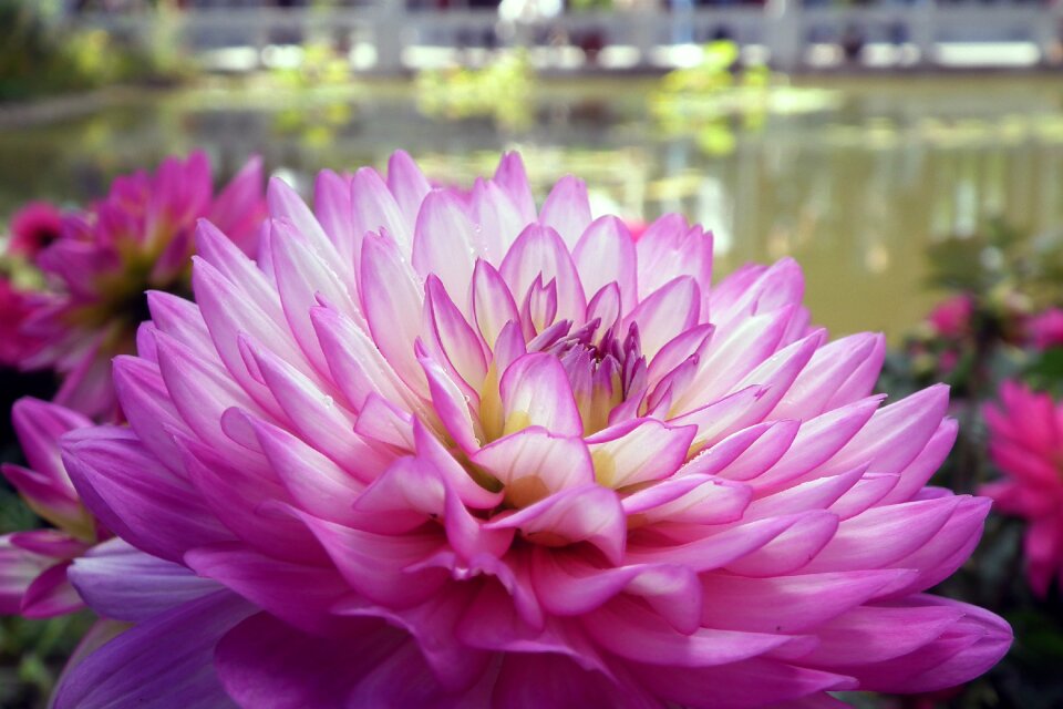 Floriade close up closeup