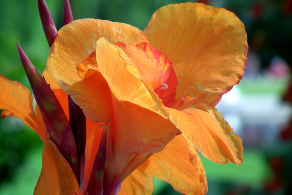 Orange garden nature