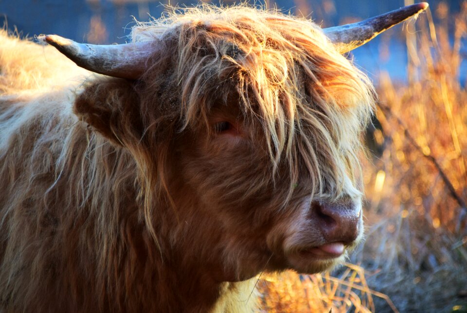 Scottish hochlandrind horns agriculture photo