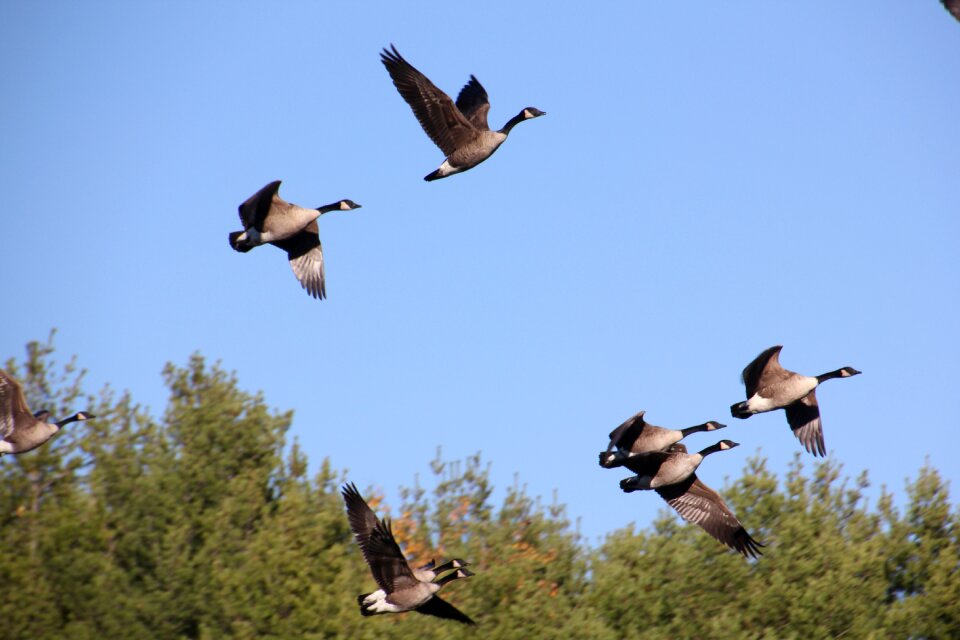 Geese nature wildlife