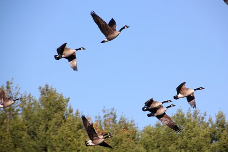 Geese nature wildlife photo