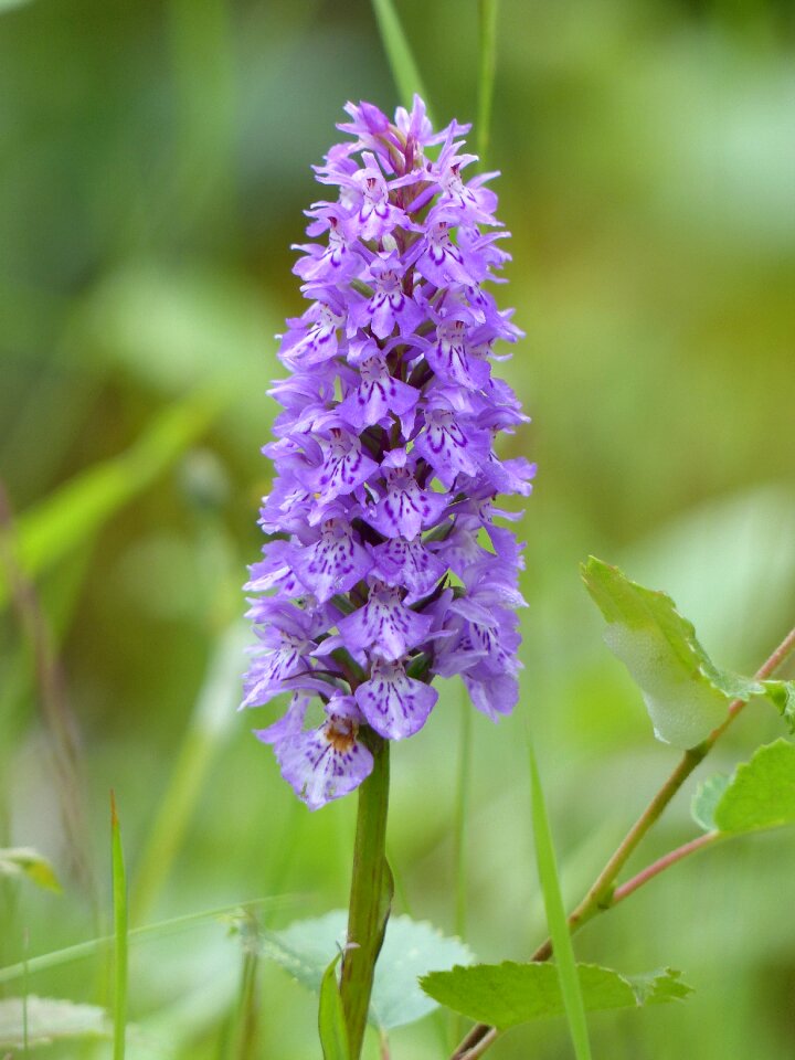 Orchid wild flower Free photos