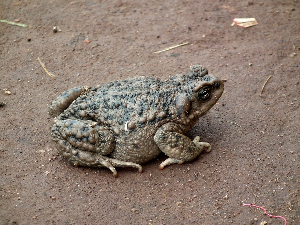 Soil skin of toad animal
