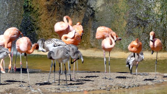 Animals zoo flamingo