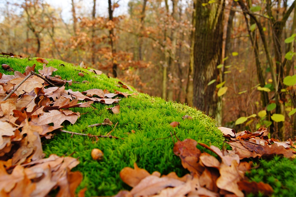 Autumn landscape leaves