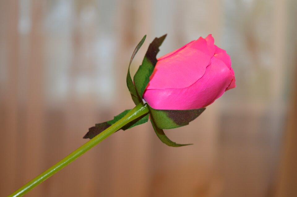 Rose from soap soap cosmetics