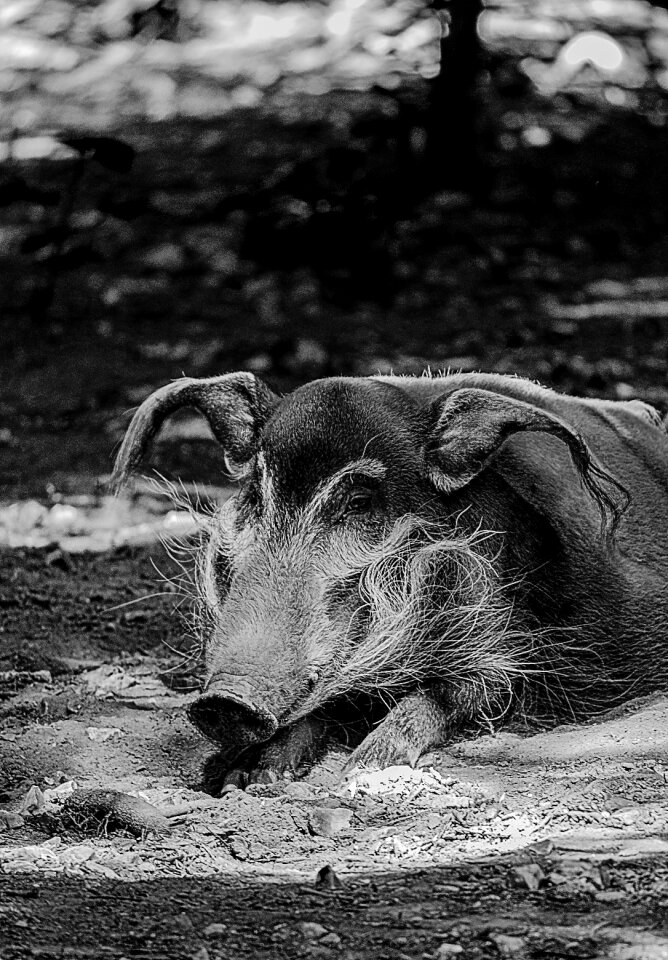 Wild wildlife nature