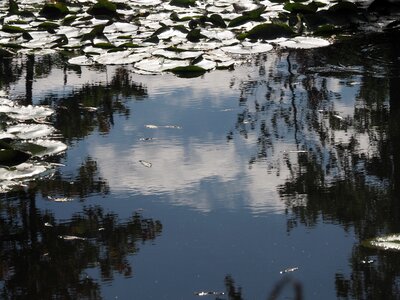 Garden water lake photo