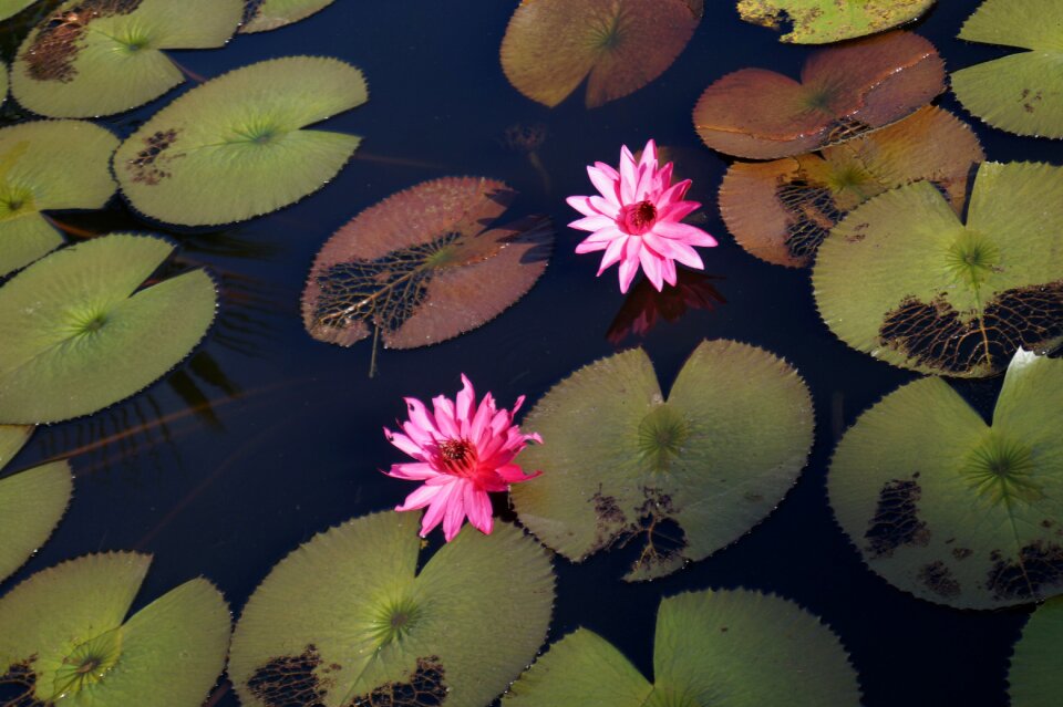 Water lily natural red