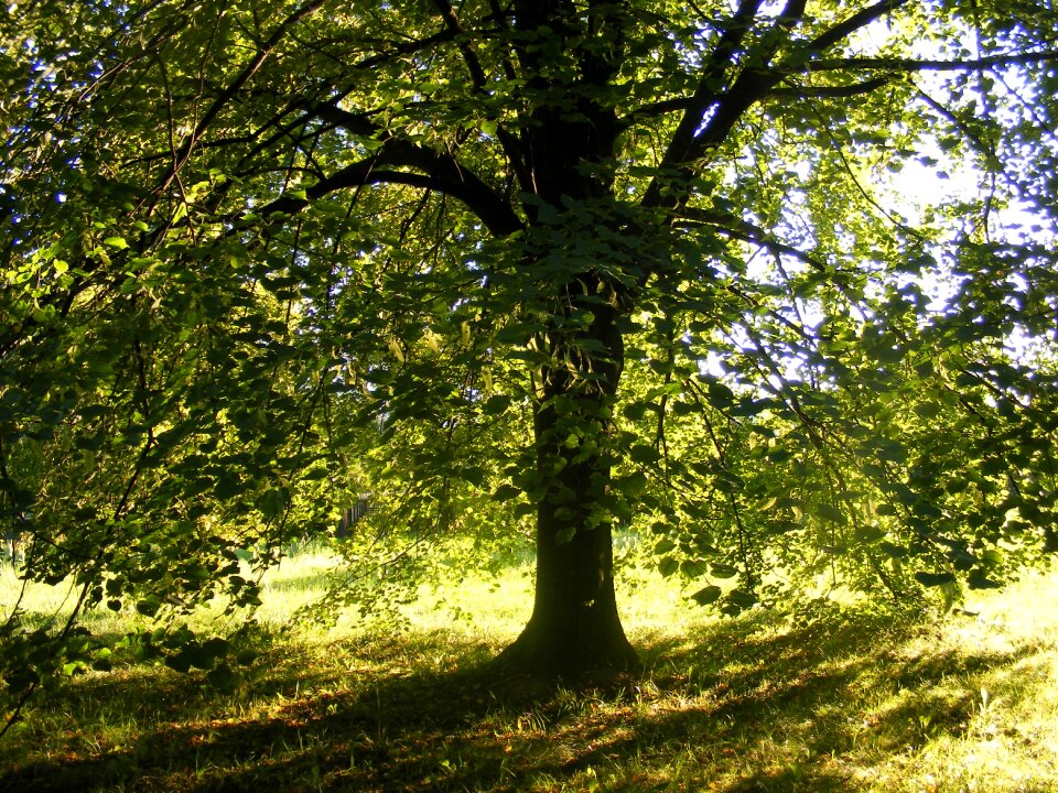 Shadow sun nature