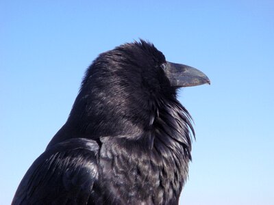 Black beak animal photo