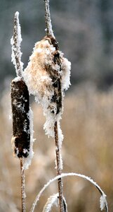 Wintry nature cold
