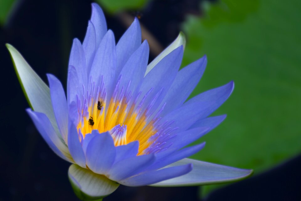 Aquatic botanical flora