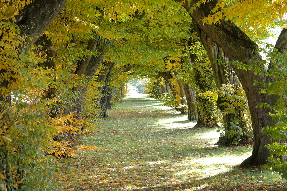 Hornbeam trees passage