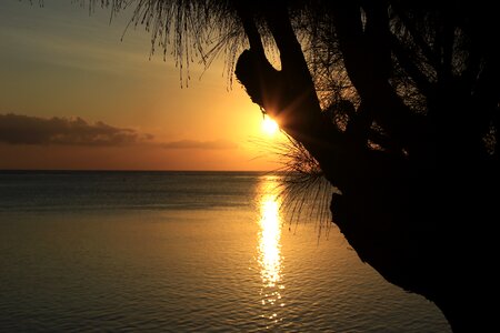 Tree evening tmosphere photo