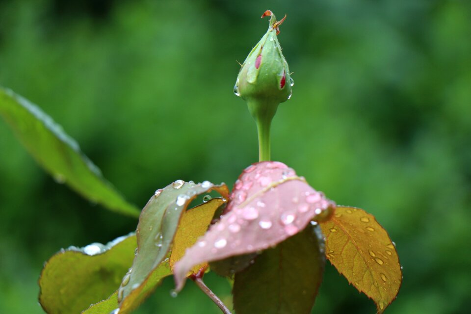 Just add water foliage rose