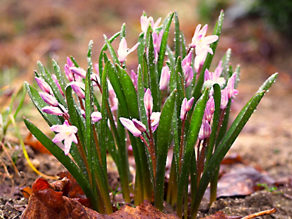 Nature macro plant