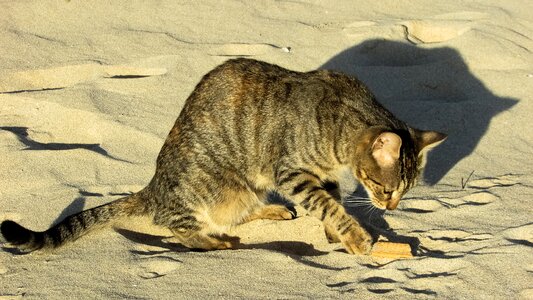 Animal cute outdoor