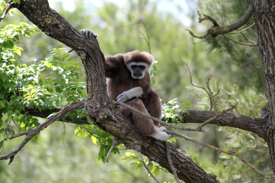 Tree monkey wild