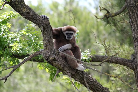Tree monkey wild