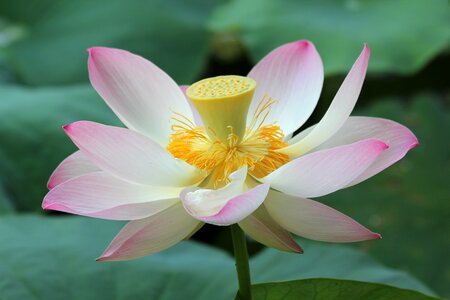 Flower lake england