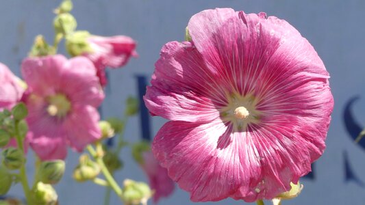 Flower hollyhock nature