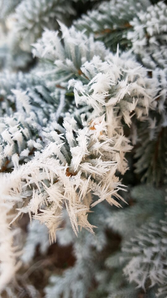 Snow crystal crystal mature