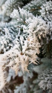 Snow crystal crystal mature