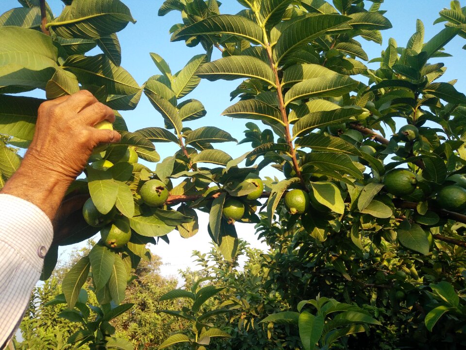 Guava fruit fruits