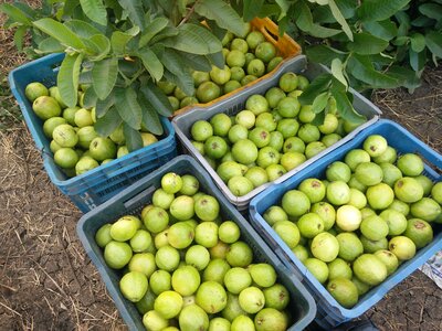 Guava fruit fruit basket fruit tray photo