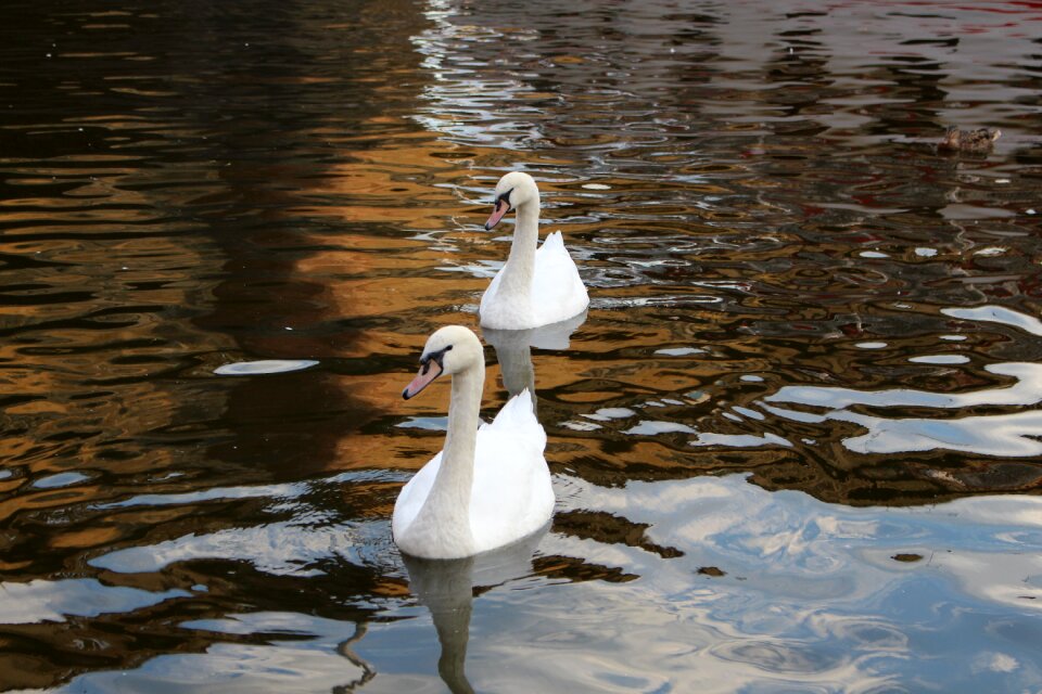 Reflection pond birds