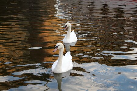 Reflection pond birds photo