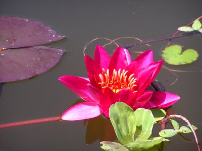 Flower pond lily pads photo