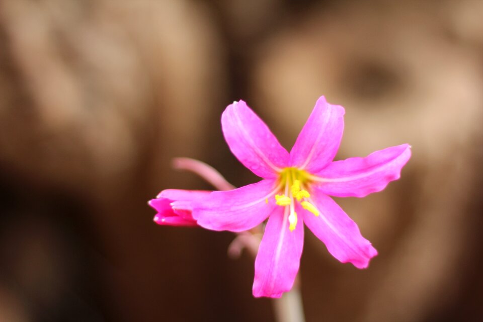 Chile pink flower rhodophiala rhodolirion