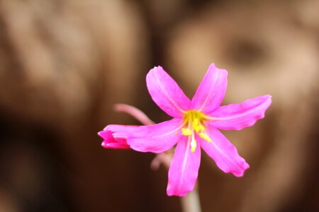 Chile pink flower rhodophiala rhodolirion photo