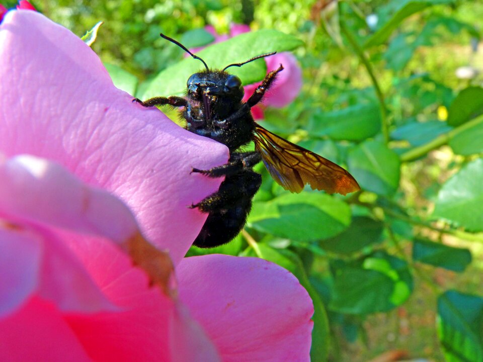 Macro nature flowering