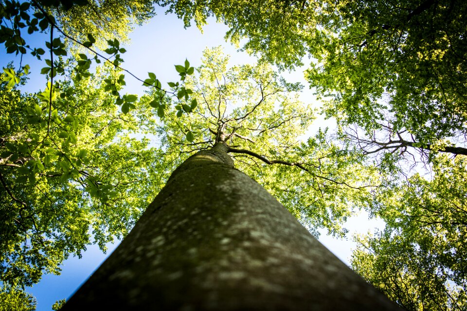 Nature wood natural