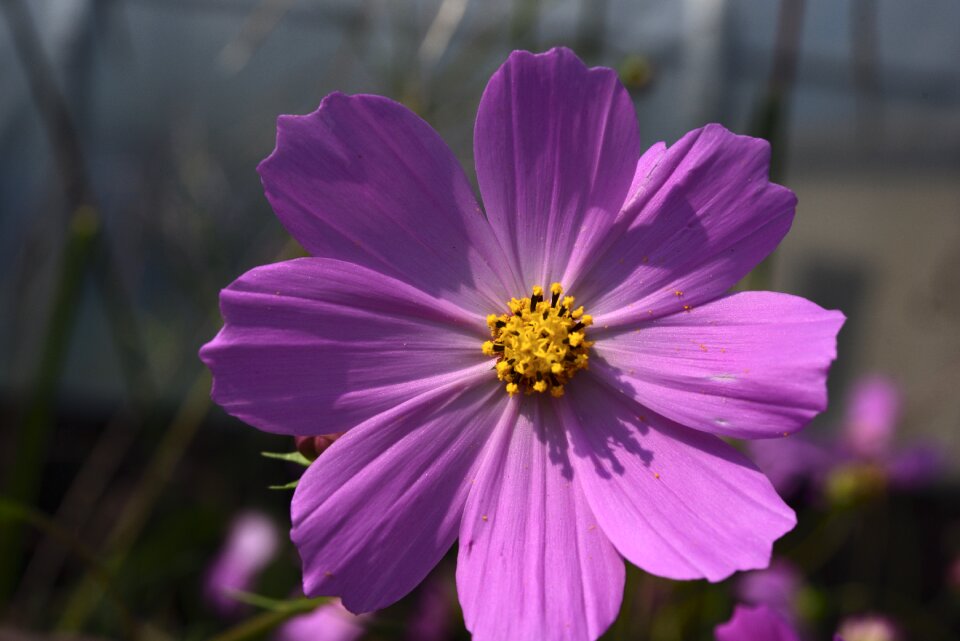 Macro purple petal