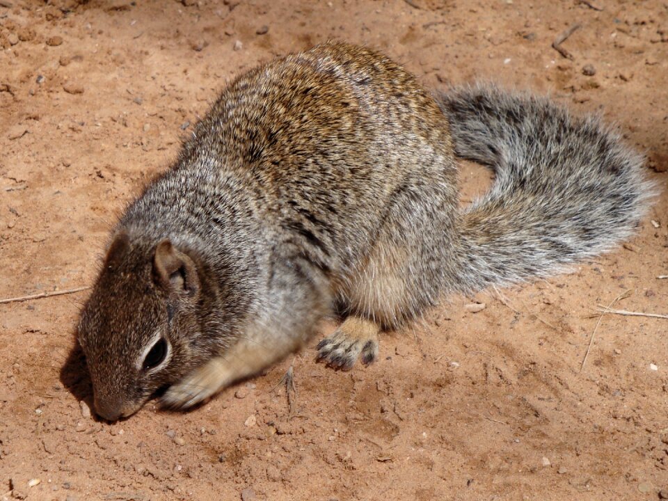 Nature rodents mammal