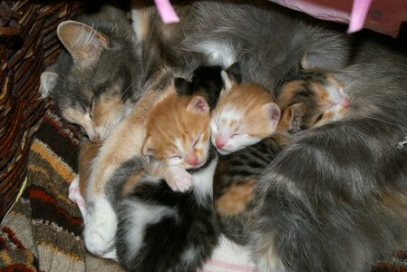 Pets sleep cute