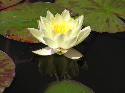 Pond lily pads reflection