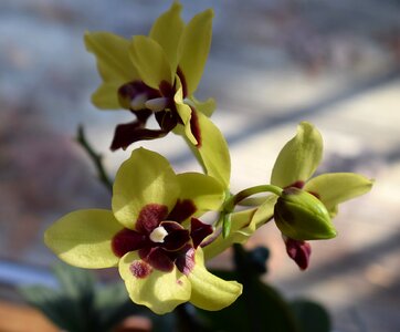 Bud yellow red