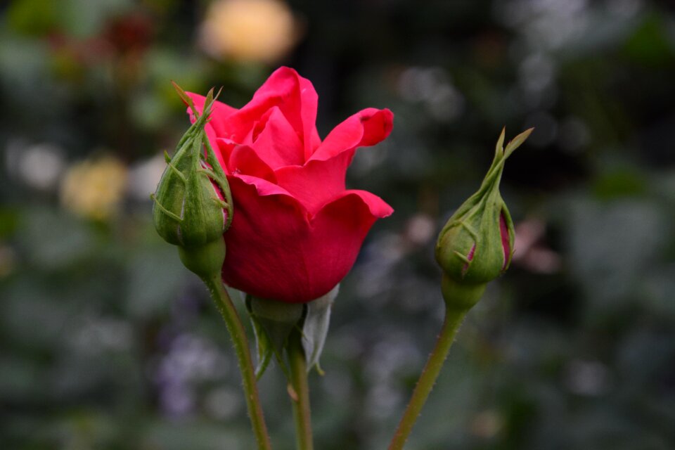 Flower pink rose garden roses