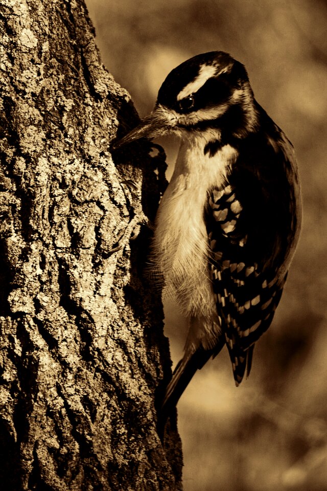 Tree animal portrait retro look