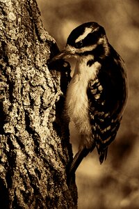 Tree animal portrait retro look