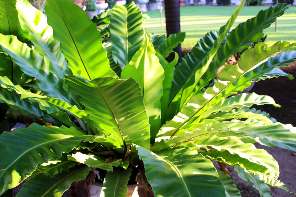 Leaf green garden
